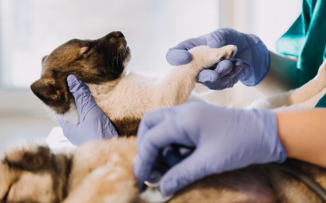 Veterinarian Services