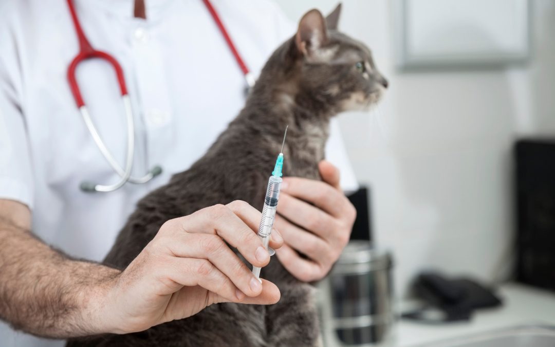Veterinary surgeon