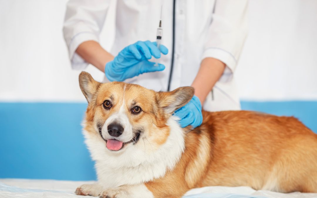 Pet Vaccination