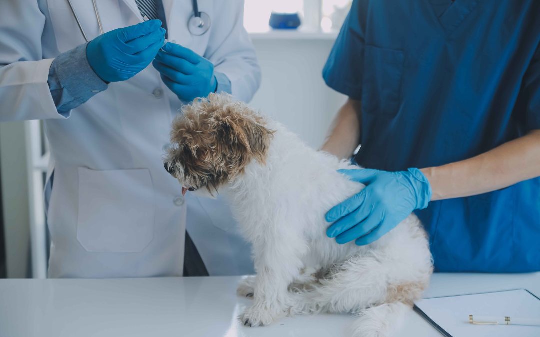 Animal Hospital