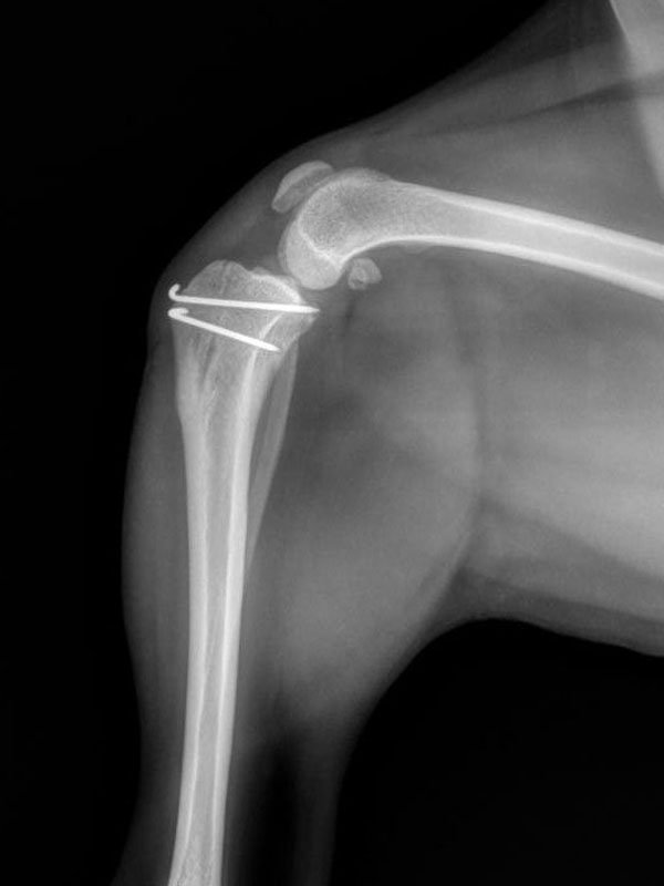 Cranial Cruciate Ligament Repair
