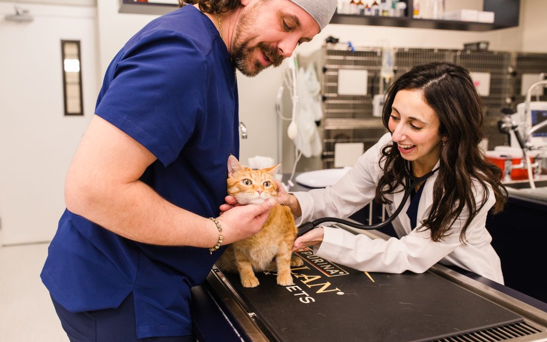 Senior Pet Veterinary Care: Louisville Vet Advice